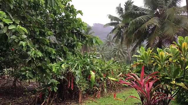 在潮湿多雨的热带季风季节的热带暴雨视频素材