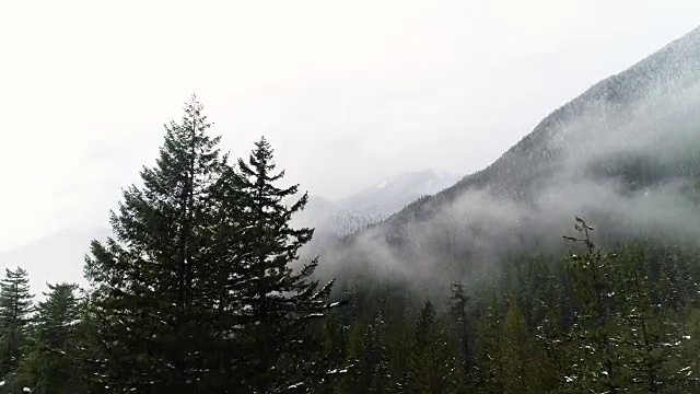 云森林雾空中上升高于树梢白色的天空视频素材