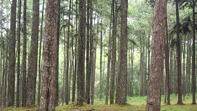 热带松林的日出场景:4k视频素材