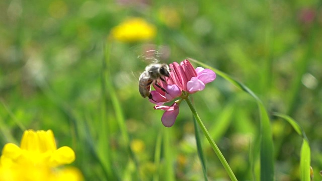 蜜蜂采摘野花视频素材