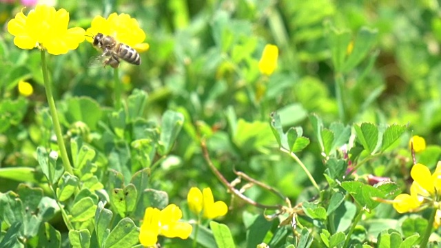 蜜蜂采摘野花视频素材