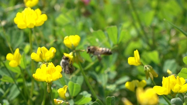 蜜蜂采摘野花视频素材