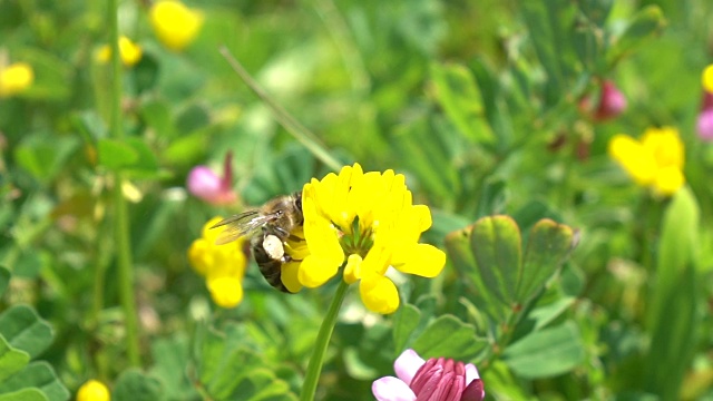 蜜蜂采摘野花视频素材