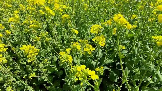 油菜或油菜田开花视频素材