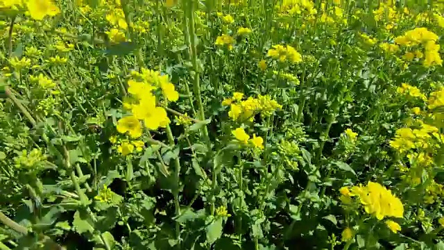 油菜或油菜田开花视频素材