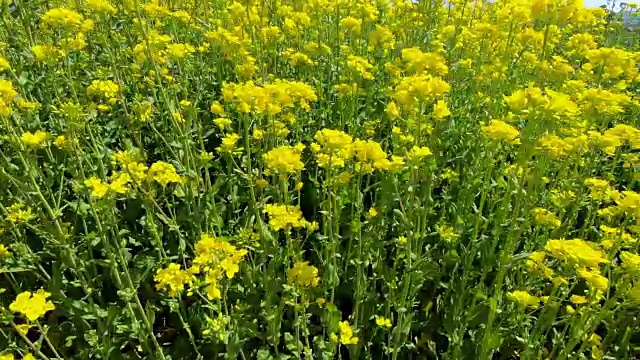 油菜或油菜田开花视频素材