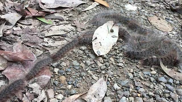 毛毛虫排成一行移动视频下载