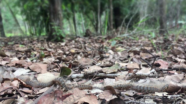 毛毛虫排成一行移动视频下载