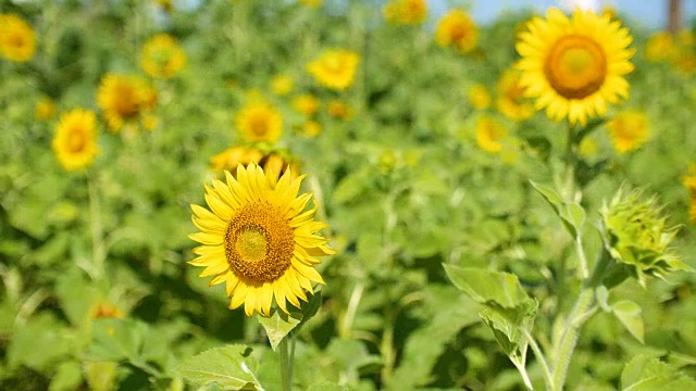 田野里的向日葵。美丽的阳光花映衬着蔚蓝的天空。向日葵种植视频素材