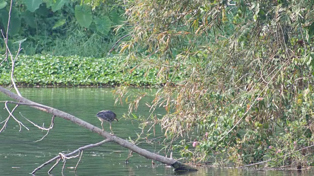 池塘鹭在水中寻找猎物视频素材