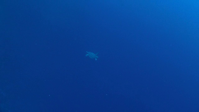 海龟游向深海视频素材