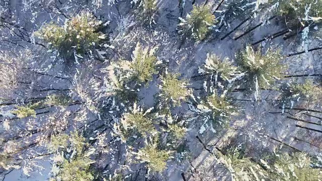 从积雪的树上鸟瞰视频素材