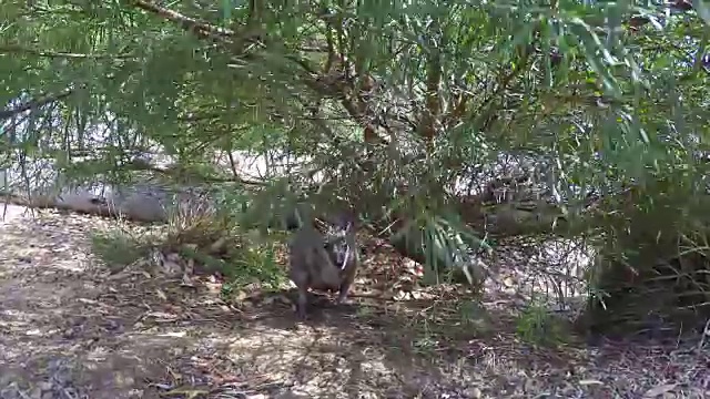 南澳大利亚袋鼠岛上的野生沙袋鼠视频素材