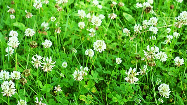 白色的三叶草花田。花园里的三叶草田。视频素材