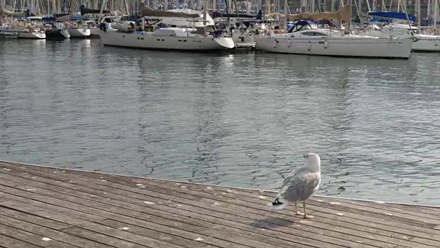 美丽的白色大海鸥在大海和航行的背景视频素材