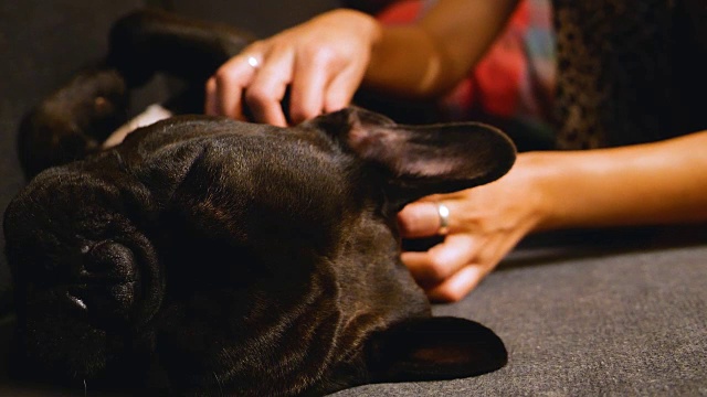 亚洲女人在法国斗牛犬身上发现蜱虫。视频素材