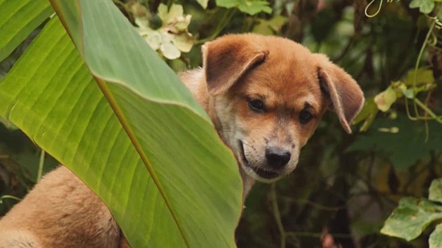 小狗在后院的花园里闲逛视频素材