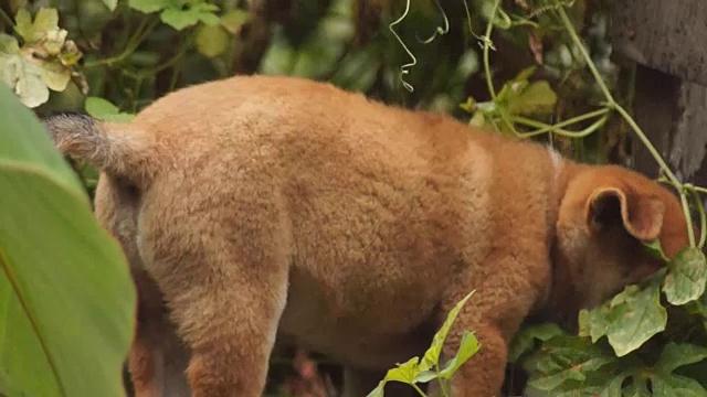 小狗在后院的花园里闲逛视频素材