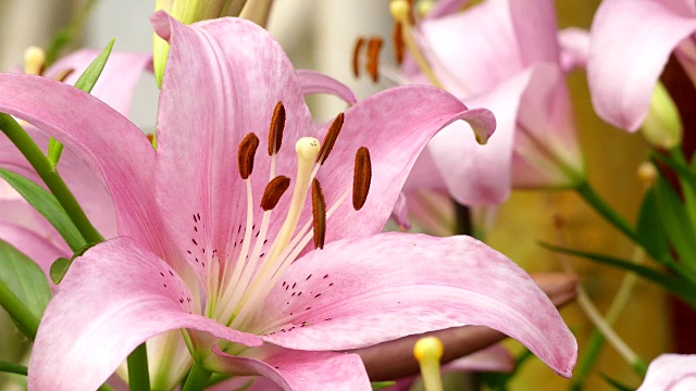 美丽的百合花在花园里视频素材