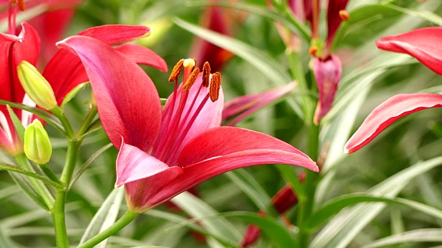 美丽的百合花在花园里视频素材