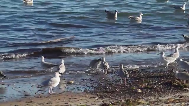 正在觅食的海鸥视频下载