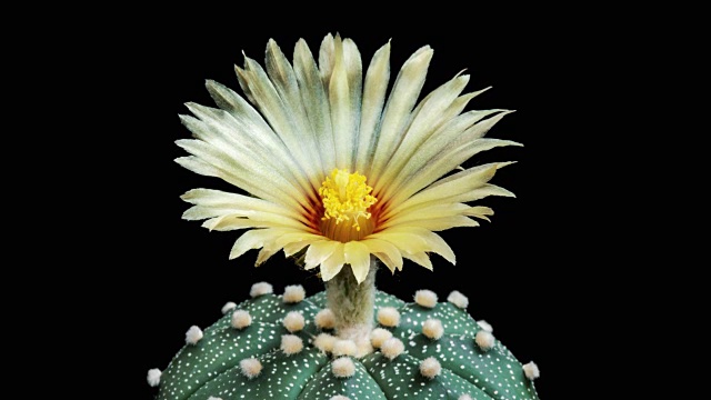 盛开的仙人掌花Astrophytum Asterias 4K视频素材