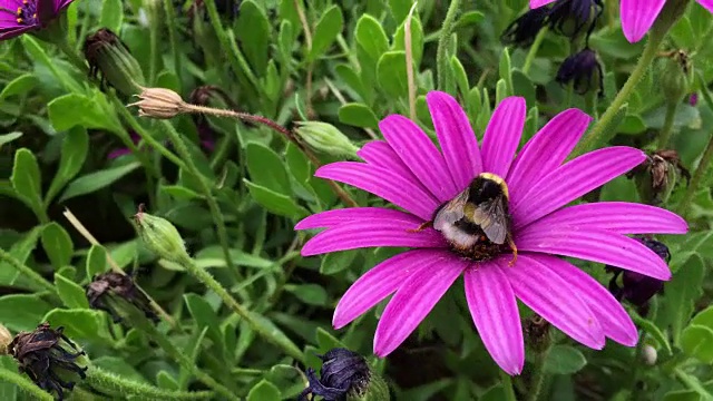 野蜜蜂在雏菊上取花粉视频素材