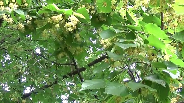 菩提树的叶子和花随风吹近。椴树属视频素材