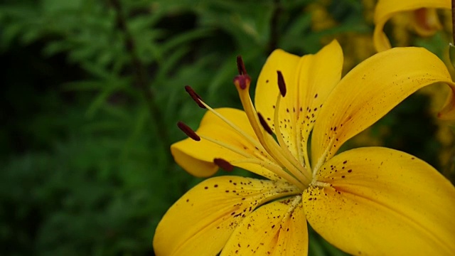 植物百合细节特写高清镜头-草本百合花视频视频素材