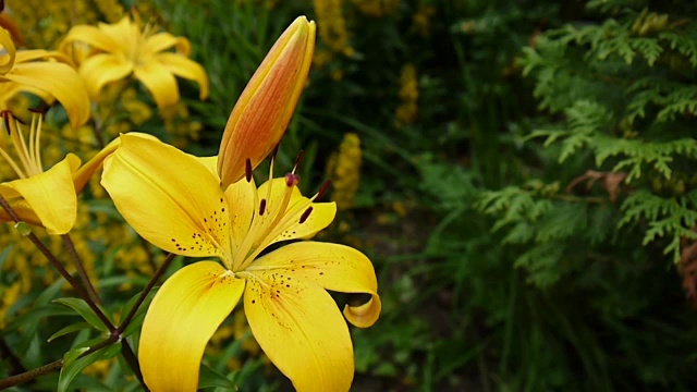 植物百合细节特写高清镜头-草本百合花视频视频素材