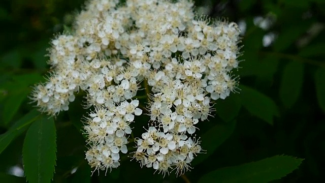 花枝在风中飘扬。花楸属aucuparia。拍摄近距离静态相机视频素材