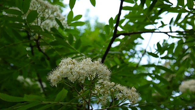 花枝在风中飘扬。花楸属aucuparia。拍摄近距离静态相机视频素材