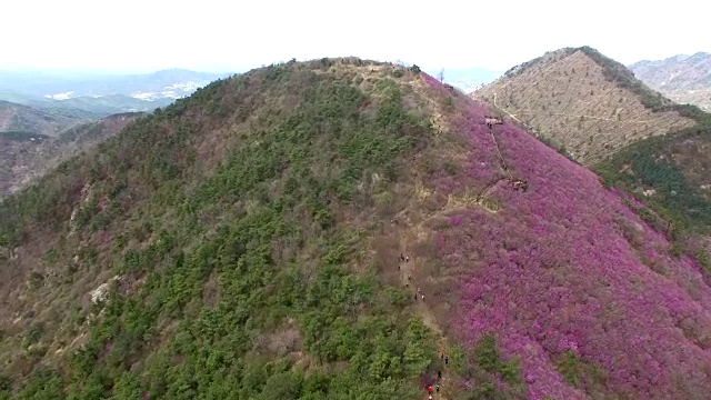 天山金达拉杜鹃花盛开，昌原，庆尚南道，韩国，亚洲视频素材