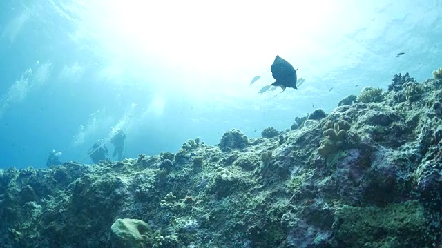 独角鱼游泳，海底暗礁视频素材