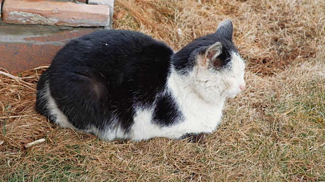 猫休息视频素材