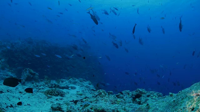 海底山谷里的特雷弗利鱼群视频素材