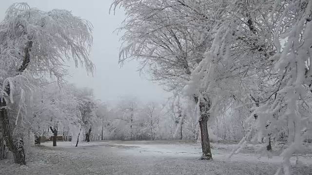 白雪覆盖的山空地。多风多雾的天气。树木和灌木上覆盖着一层厚厚的霜视频素材