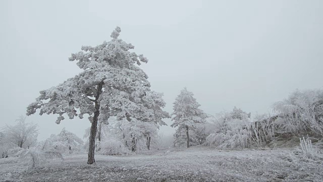 超现实主义的空地。天气多风，树上结满了白霜视频素材