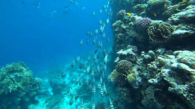 一名印度太平洋军士游过埃及红海的珊瑚礁视频素材