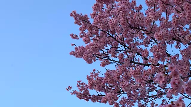 粉红色的樱花盛开视频素材