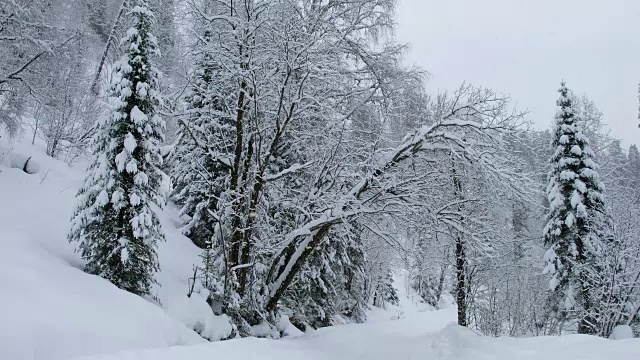 冬季森林公路上的特勒茨科湖岸边大雪视频素材