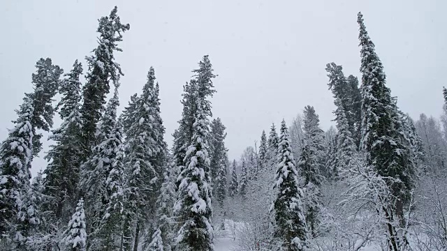 Teletskoe湖岸边积雪下的冬季森林视频素材