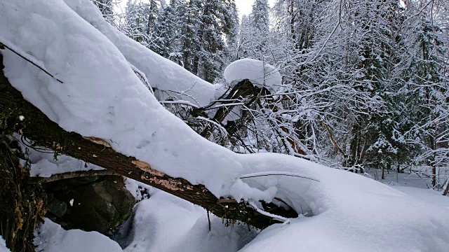 Teletskoe湖岸边的Tevenek(第三河)河边的冬季针叶林被大雪覆盖视频素材