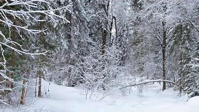 Teletskoe湖岸边的Tevenek(第三河)河边的冬季针叶林被大雪覆盖视频素材