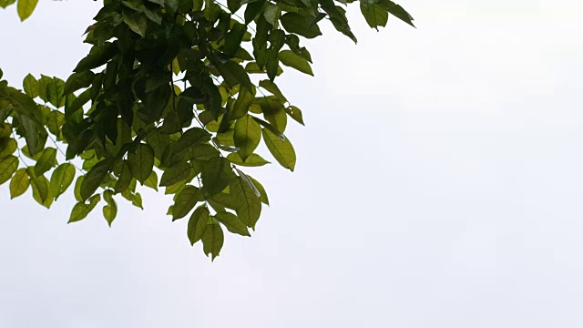 抬头看树枝上的绿叶在多云的天空中飘动。刮风下雨。自然现象视频素材