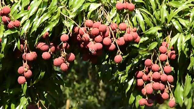 荔枝从风吹农场视频素材