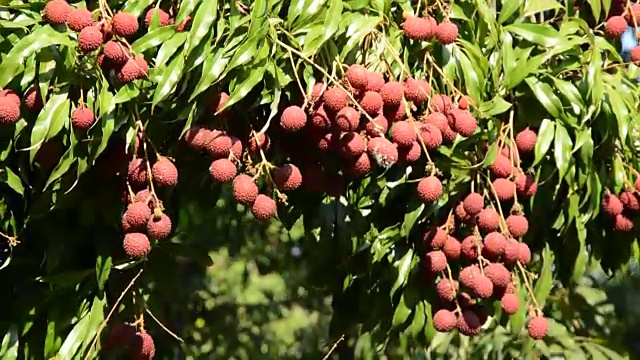 荔枝从风吹农场视频素材