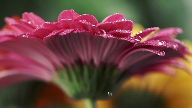 湿粉菊菊非洲菊。水滴落在花瓣上。特写镜头视频素材