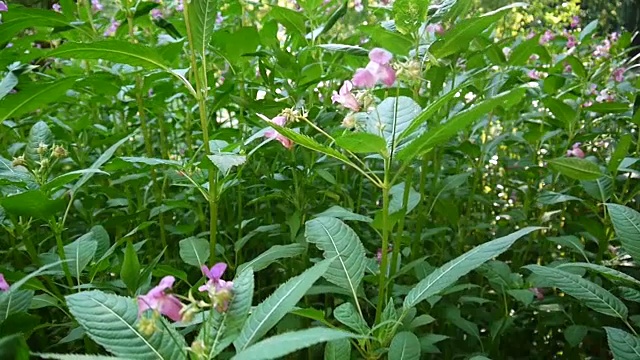 凤仙花glandulifera花。全景的替身视频下载