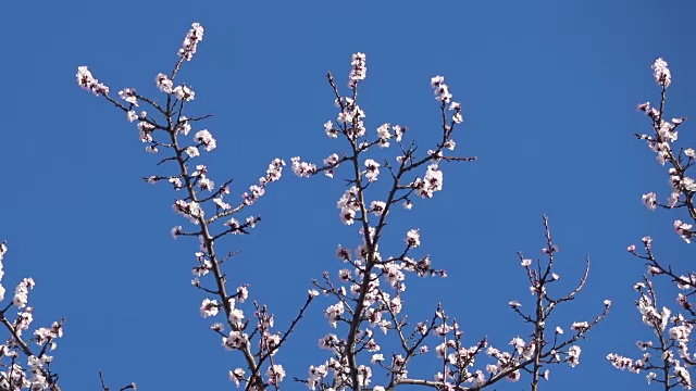 全景，春光，美丽的杏树开花。视频素材